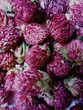 Globe Amaranth Dried Flowers ~ Organic Tea Herb ~ Gomphrena globosa ~ Bulk Herbs
