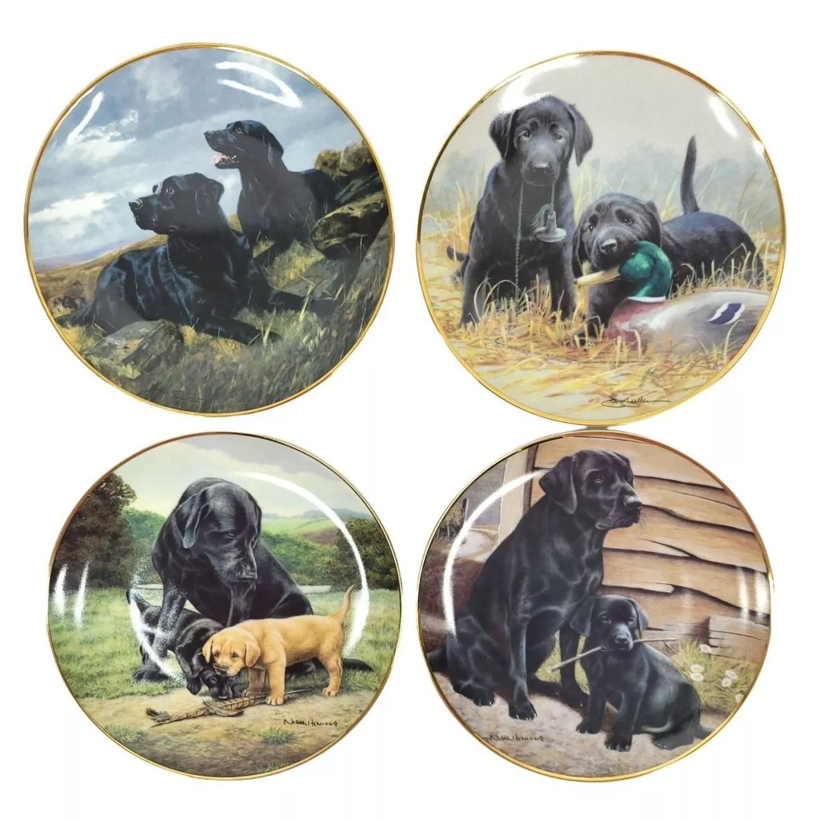 Royal labrador cheap