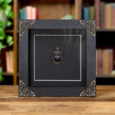 Purple Scarab Beetle In Baroque Style Frame (Enoplotrupes sharpi)