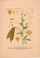Pigeon Pea, Cajanus Indicus, Hawaii Hawaiian Agriculture Legume Frameable Plate