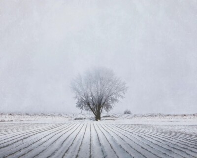 Foggy Winter Morning, Trent Foltz, Wall Art Print Poster 11'' x 14''  2182