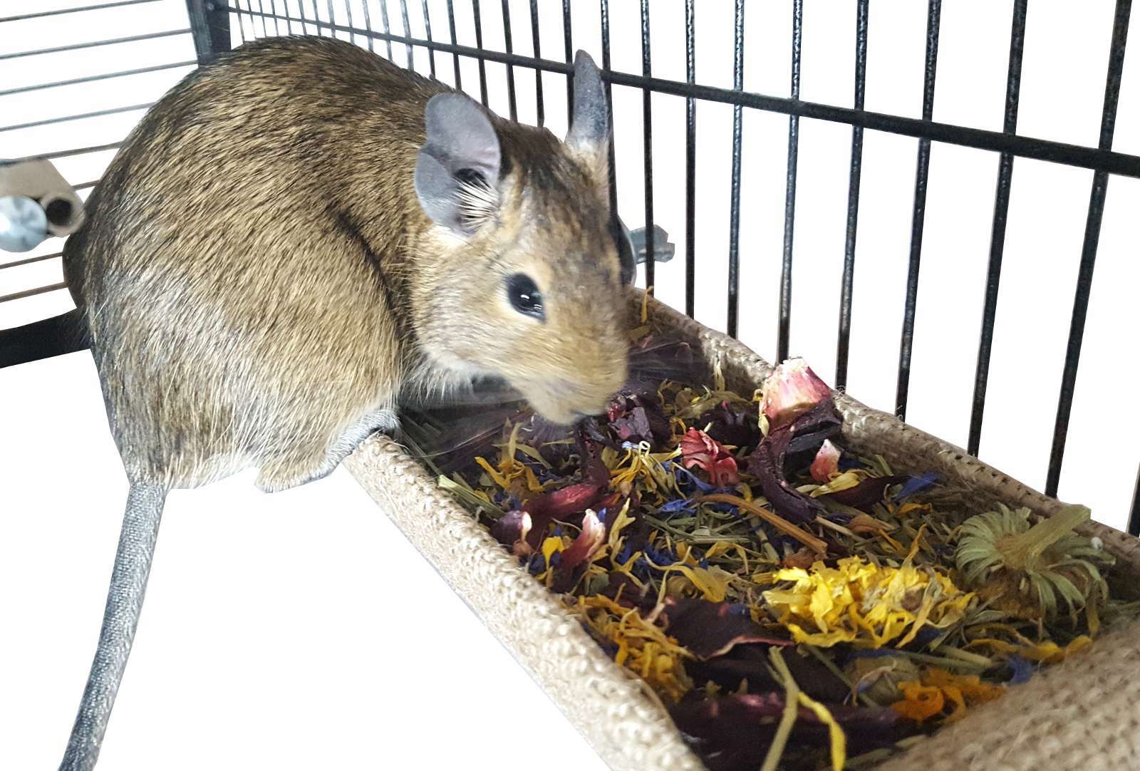 Totally Degu Hay Manger Small Animal Feeder Rack Rat Mouse Hamster Gerbil Toy