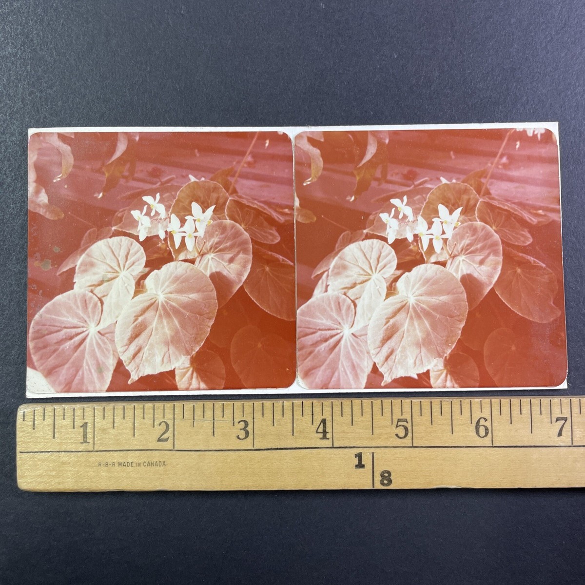 Begonia Leaves Sarasota Florida Stereoview John F. Lovelock
