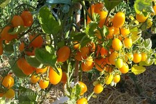 10 graines de tomate Datterino Jaune (orange) tomato seeds méth.bio