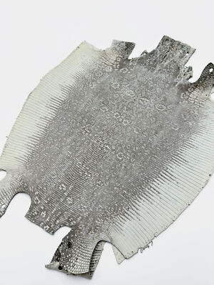 Lizard Skin Leather Natural Color Front Cut (100% Genuine skin