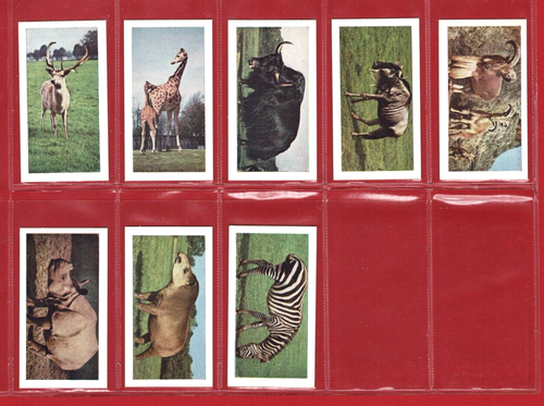 Wild Animals 1958 - Horniman & Co. - excelente JUEGO DE TARJETAS COMERCIALES DE TÉ en mangas (TP01) - Imagen 10 de 11