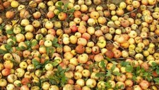 Wild Apple - Malus sylvestris - Crab Apple - 5+