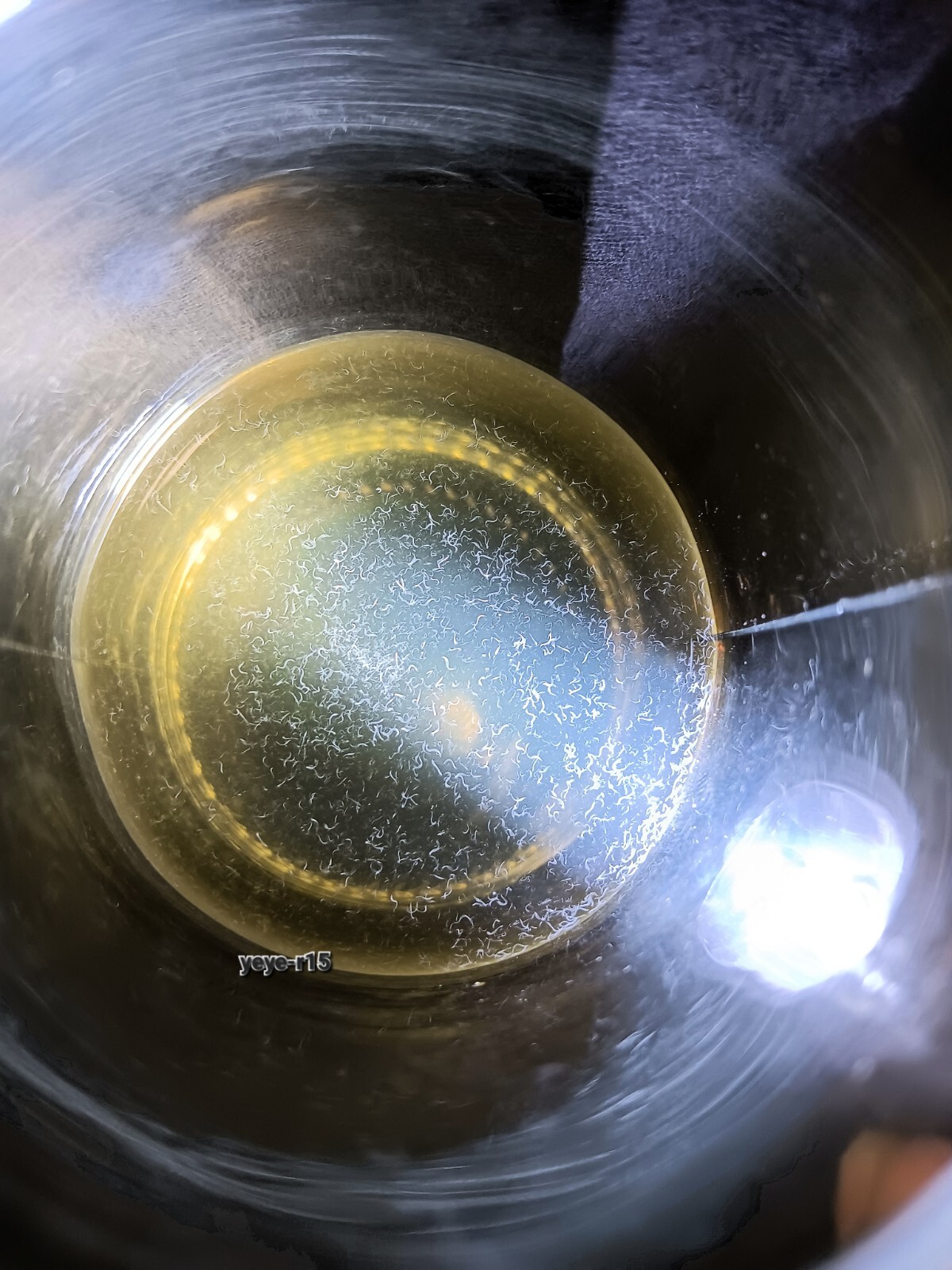 Vinegar Eel Culture 2oz eBay