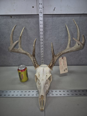 #ad Wild 9 point 130 7quot; Whitetail Deer Skull European Decor Man Cave Taxidermy Buck $149.00