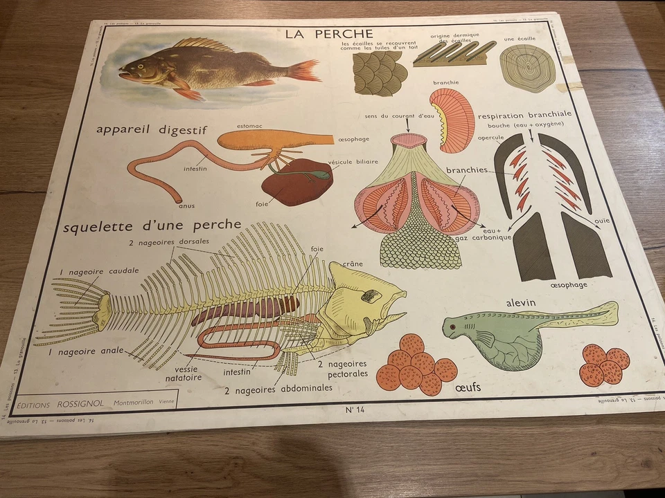Carte Affiche Scolaire Rossignol : La Grenouille, La Perche - Photo 2/2