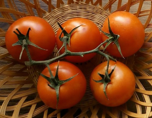 TOMATE "PIET'S BESTE" 30 Samen Saatgut aus bioveganem Naturgarten
