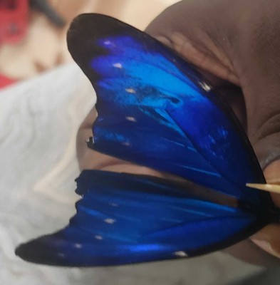 RARE MORPHO RHETENOR GUYANA FIVE A1 PAPERED 5