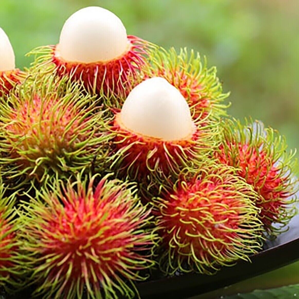 Rambutan Tre