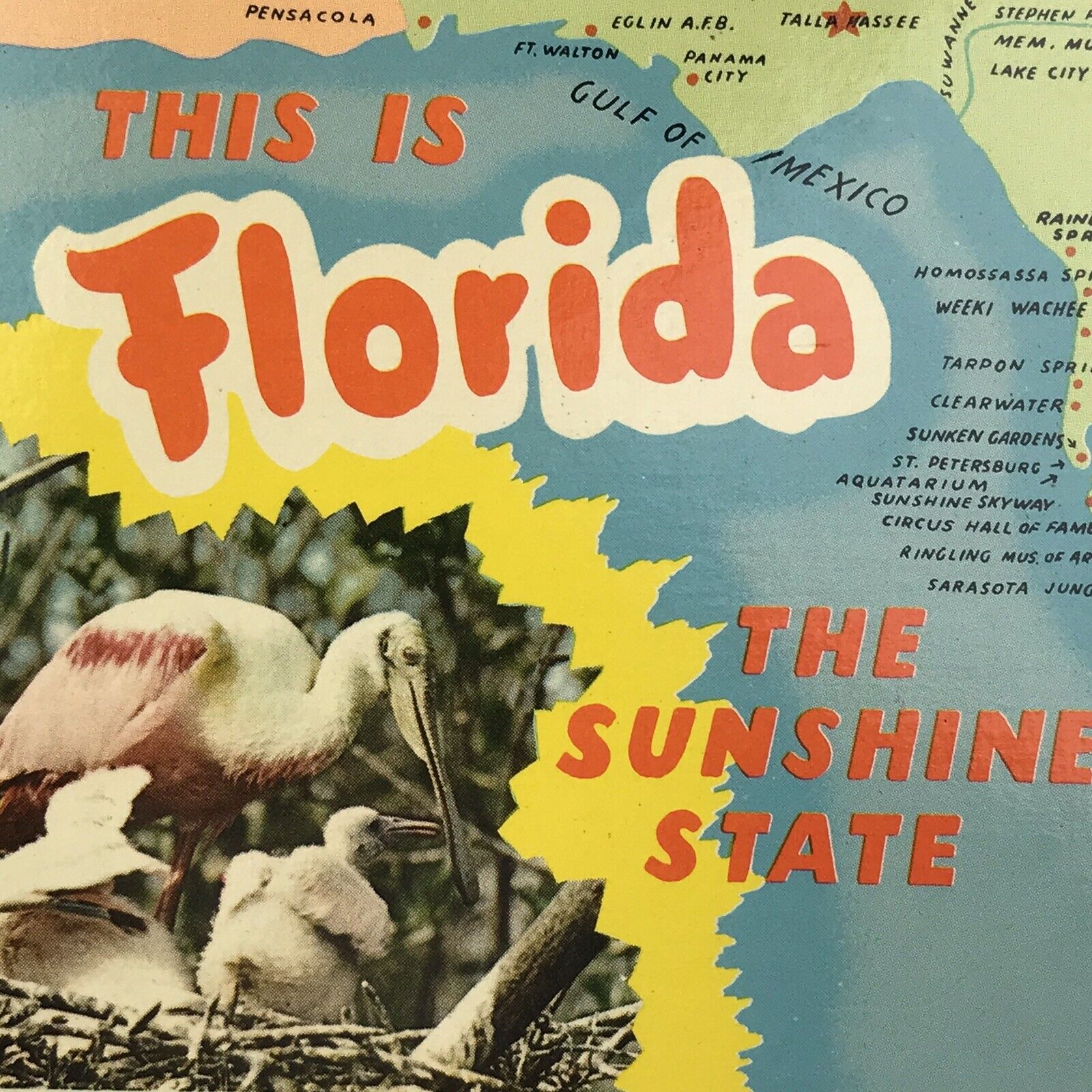 Vintage Postcard Greetings From Tropical Florida The Sunshine State Unposted