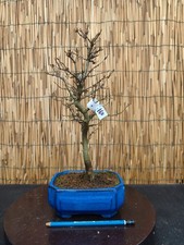 Bonsai di Acero Bergerianum h 38cm Visita il mio negozio!