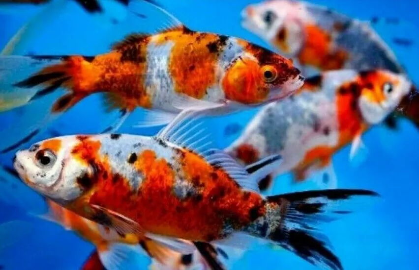 Pond fish for 2024 sale near me