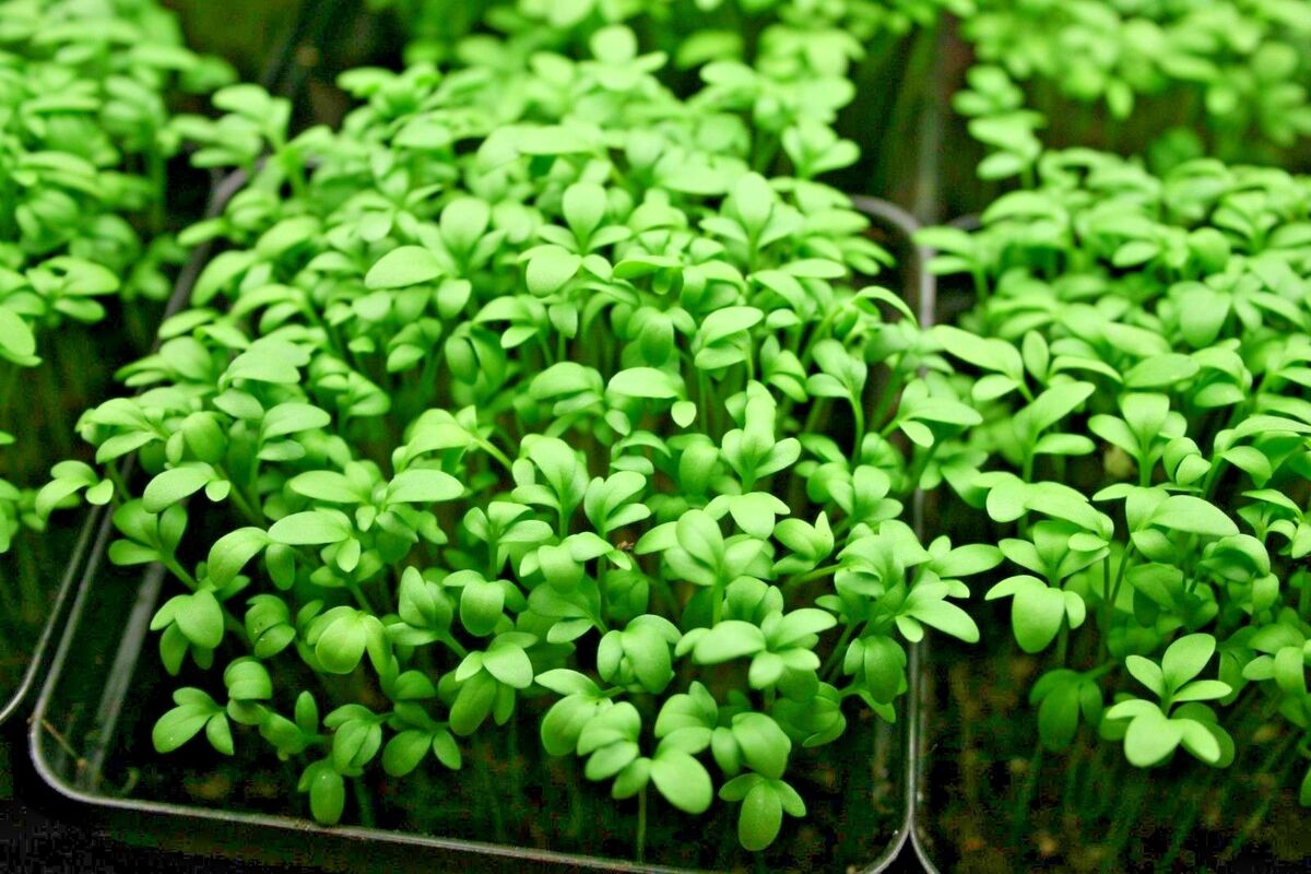 Curled Cress Seeds Organic 