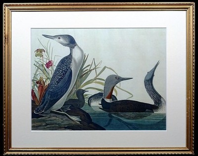 Fine Art Print of John James Audubon Red Throated Diver 'Birds of America'