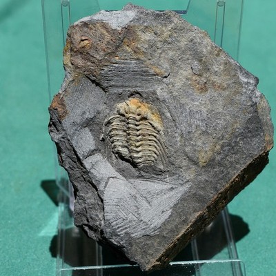 Leonaspis Trilobite Fossil | Spiny Silurian Fossil | Collector s Trilobite