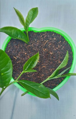 Ceylon Pure Organic Black Tea 100% New Natural High Quality BOPF Free Shipping