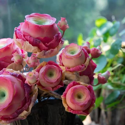 500 Stück/Packung Bergrose Fleischsamen Topfblumensamen auf Indoor Balk☆ - Bild 11 von 19