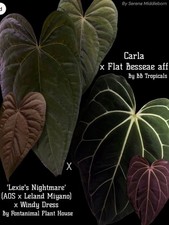 Anthurium ‘Lexies Nightmare’ x Carla x Flat Besseae aff Seedling