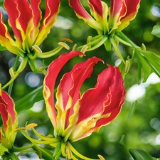 Gloriosa Rothschildiana Summer Flowering Bulbs - Flame Lily - Climbing Lily