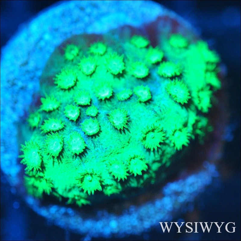 Corals of Eden ~ WYSIWYG Live Coral Frag ~ She Hulk Cyphastrea ~ LPS SPS