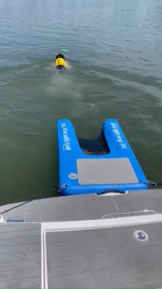 Rampe Hund Auto Rampe Für Hunde, Boot, Dock Oder Pool. Ermöglicht