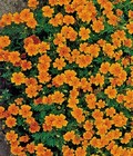 Tagetes 'Tangerine Gem' / Tagetes tenuifolia / Signet Marigold / 300 Seeds