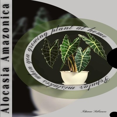 Alocasia Amazonica Popular mistakes when you growing PLANT at hom