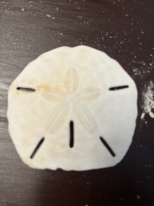 3 Inch Sand Dollar
