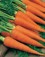 Danvers Carrot Seeds 1000+ Vegetable Garden NON-GMO USA SELLER FREE SHIPPING