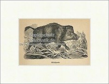 Wildschwein Keiler Allesfresser Eckzähne Jagdwild Bache Fell Holzstich E 20064