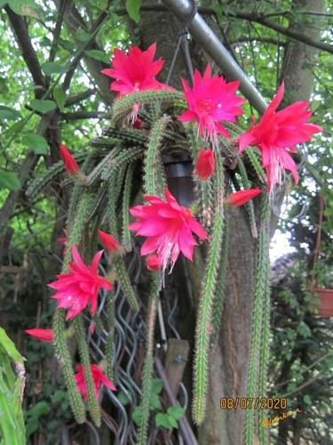 Aporocactus malisonii, Steckling