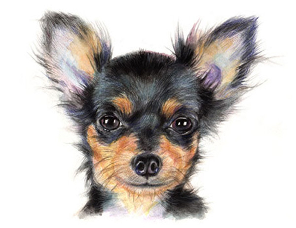 artav Chihuahua 09 Art Print From Watercolor Painting