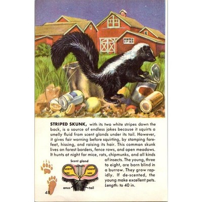 Striped Skunk Squirts A Smelly Fluid Under Its Tail 1955 Mammal Picture SAJ3-H10