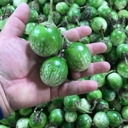 100+ Organic EGGPLANT THAI ,PETCH SIAM / MATTI GULLA Cà Pháo Seeds, 2025 Season - Picture 2 of 2