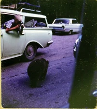 Kid Photographing Bear from car - Vintage Stereo Realist Slide - LS162