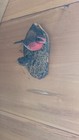 Mounted gray-crowned rosy finch Hand Carved Painted and Signed  Robert Kurkewicz — photo 2