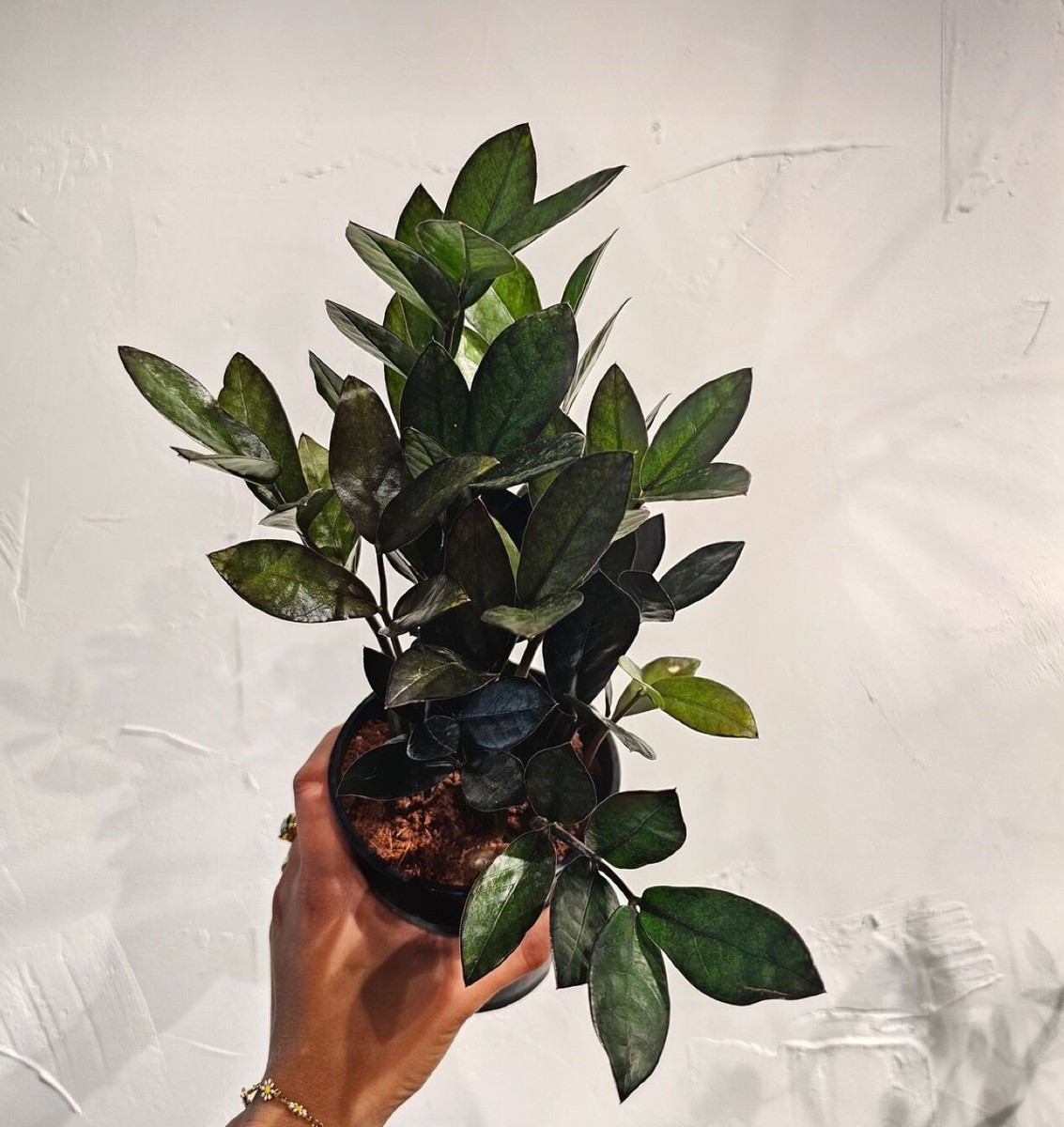 Black Queen ZZ Plant Zamioculcas House Plant 4pot | eBay