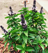 Thai Basil, 500 Seeds - Asian basil ,Heirloom Non GMO