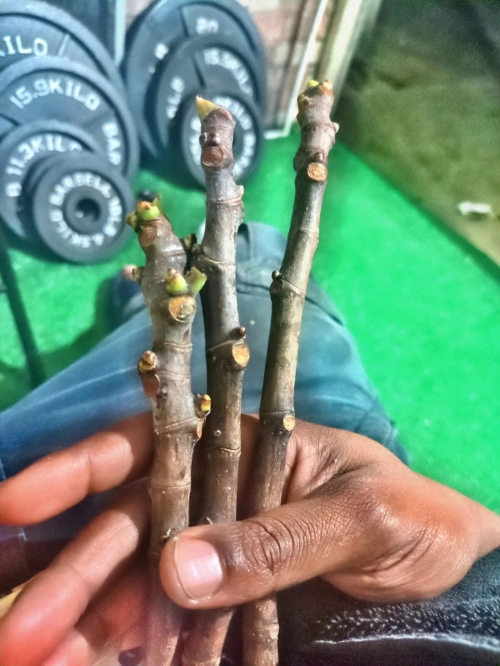 Brown Turkey Fig - (3) Organic, Fully Lignified 6-10 inch cuttings with 3 nodes  - Image 2 of 4