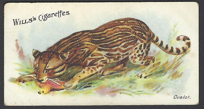 WILLS (AUS) - WILDE ANIMALS OF THE WORLD - #30 OCELOT