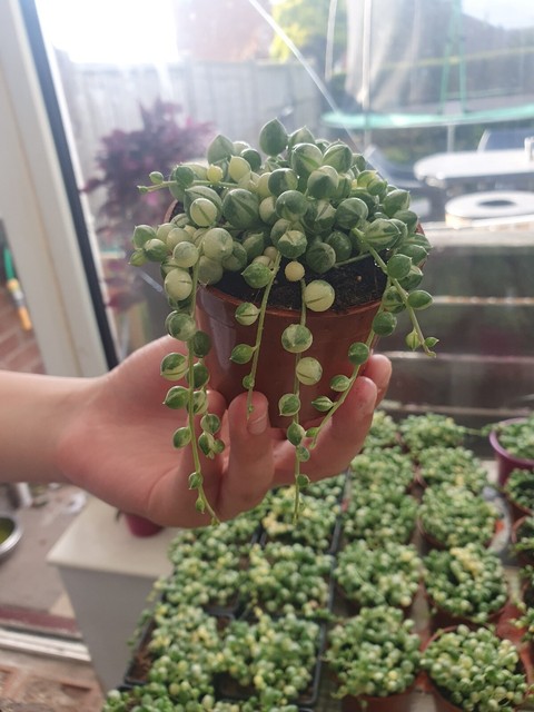 Variegated String of Pearls in 7.5cm pot (rooted starter plant ) Variegated String of Pearls in 7.5cm pot (rooted starter plant )