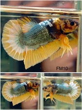 Male Betta Live Fish - Yellow Fancy Copper HMPK - FM10 - High Quality A+*