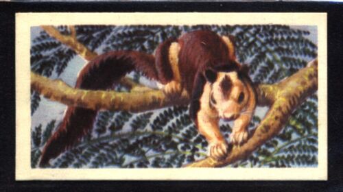 Brooke Bond Asian Wild Life (1962) Indian Giant Squirrel No. 19 - Picture 1 of 2