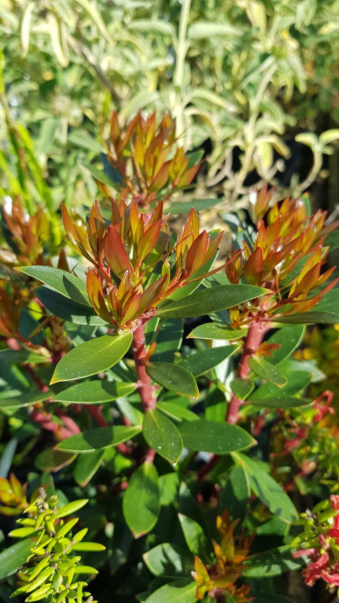 Poivre de Tasmanie Drimys aromatica pour Haie Persistante de Terrasse