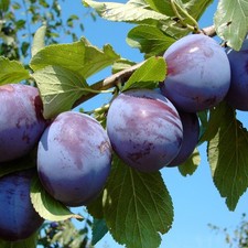 Pflaumenbaum Hanita ®Zwetschenbaum Buschbaum Halbstamm