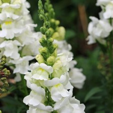 FLOWER ANTIRRHINUM SNOWFLAKE SEEDS